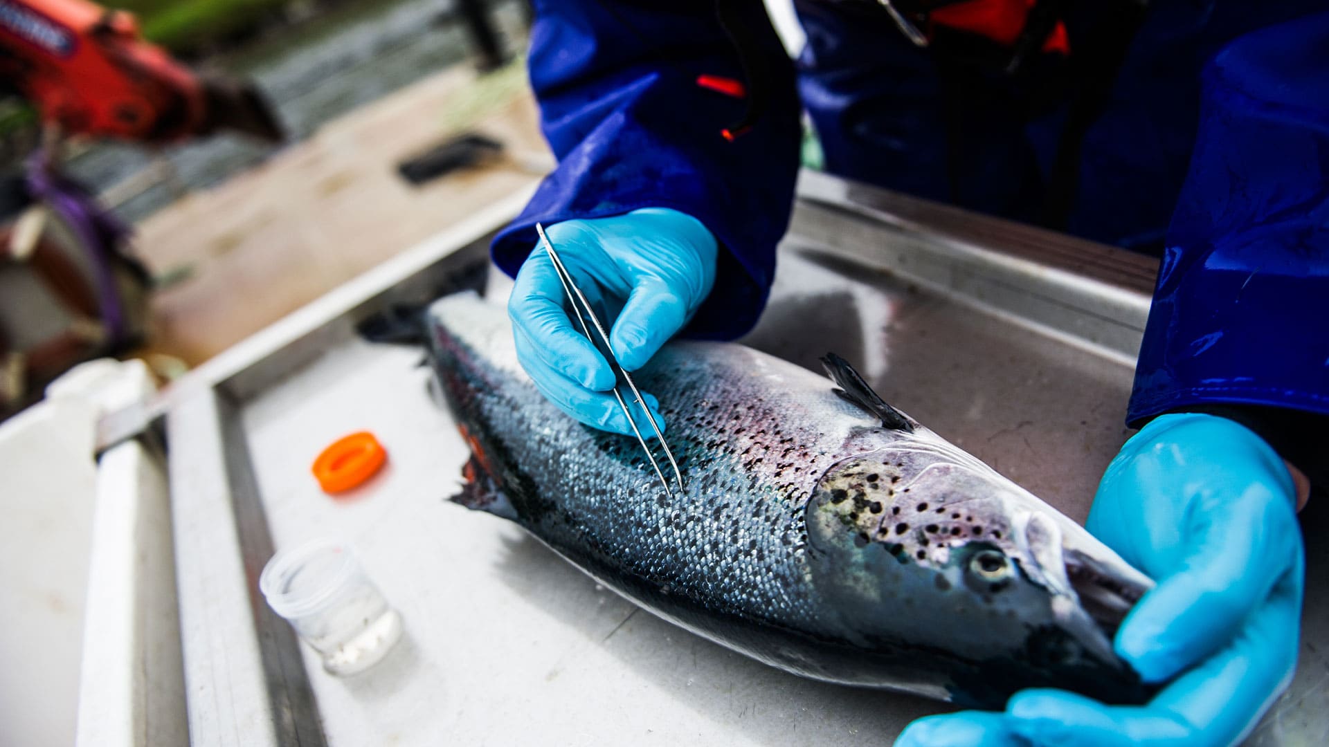 Ectosan® Vet Benchmark Animal Health